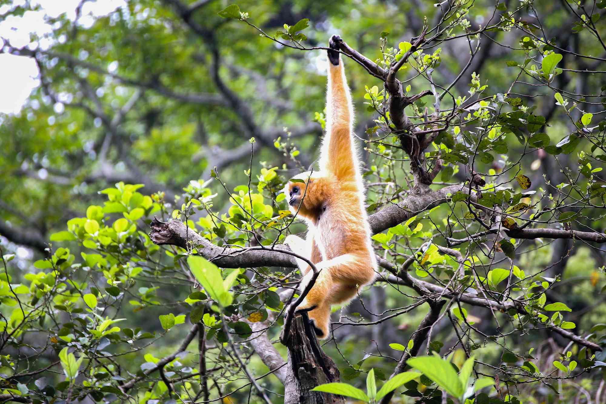 Highlight Cuc Phuong National Park Day Tour